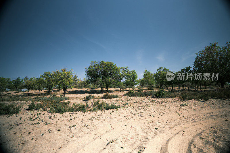 Car trace in the sand